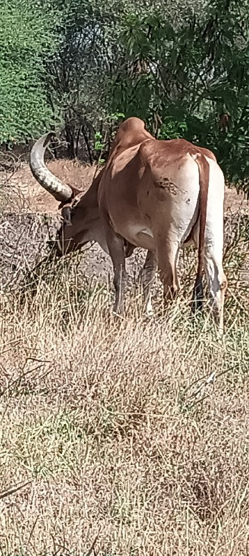 બળદ વેચવાનો સે