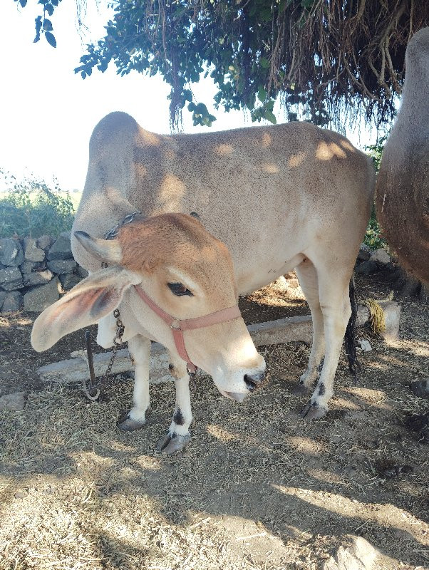 વાછડી વેચવાની છ...