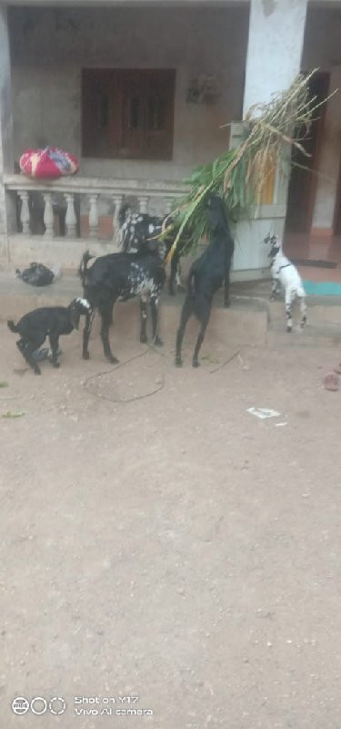 bakri vach vani...