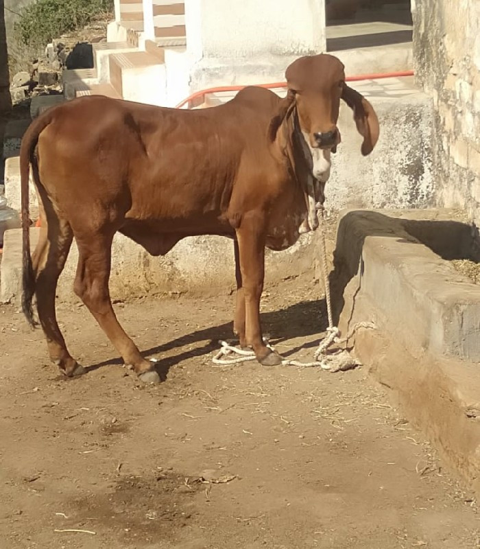 ગીર વાશડી છે