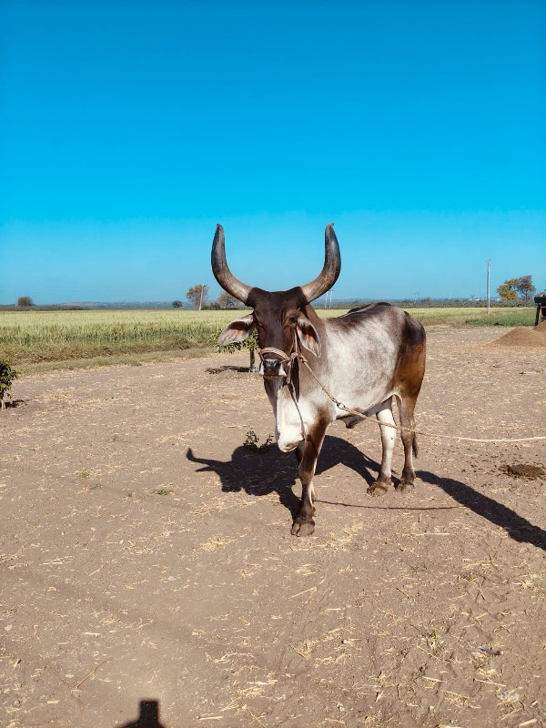 ગોઢલ છે