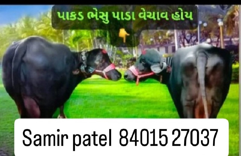 પાકડ માલ ભેંસ