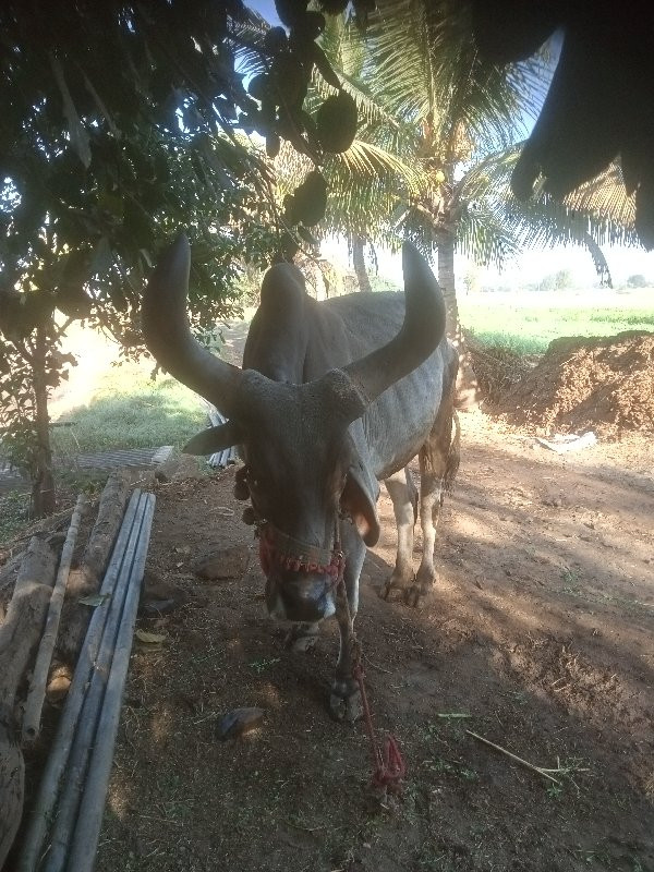 3‌ જી‌ ધર