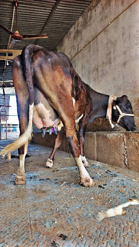 🐄BREED HF (panj...