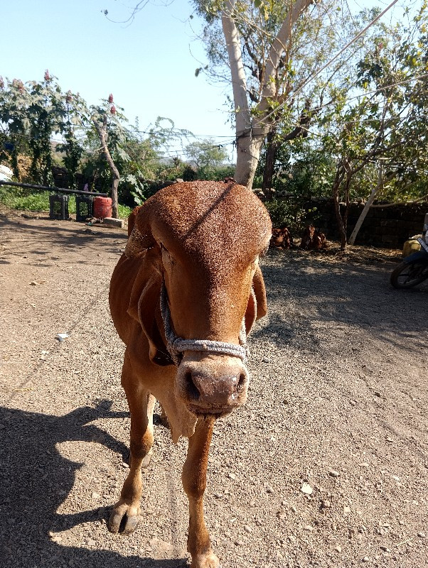 આ ગીર ગાયનો કપિ...