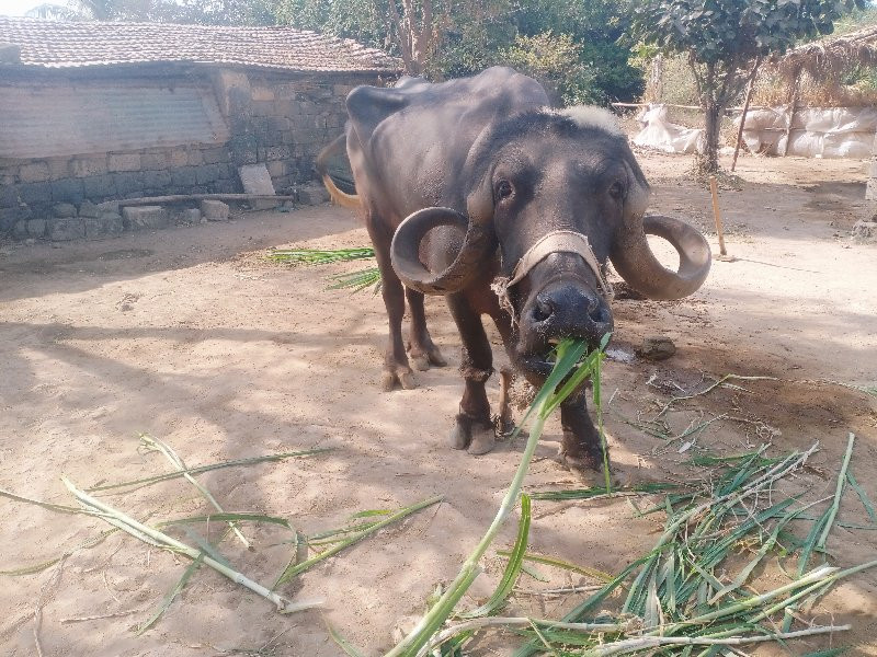 ભેસ વેચવાની છે