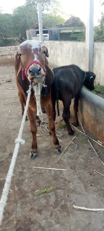 વાચડી વેશવા ની...