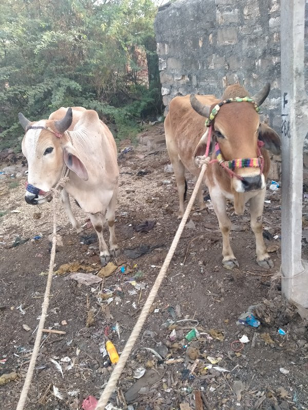 ઓસ્ટ્રેલિયા કિં...