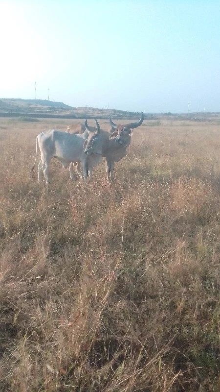 વાસડા