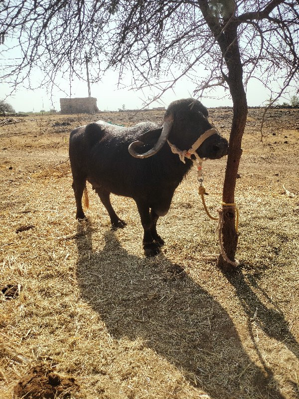 વેચવાની