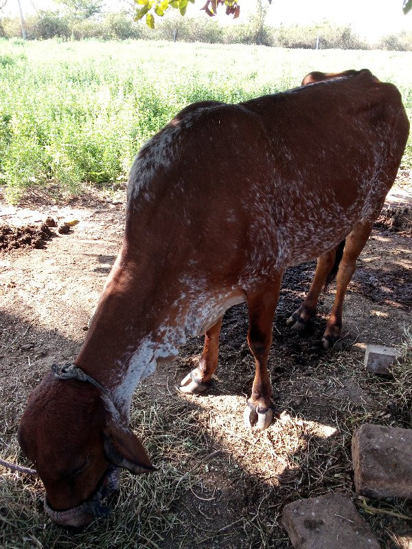 ગાય