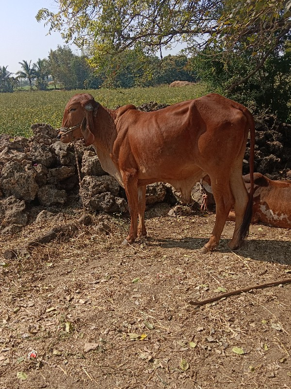 ગોઢલો વેચવાનો છ...