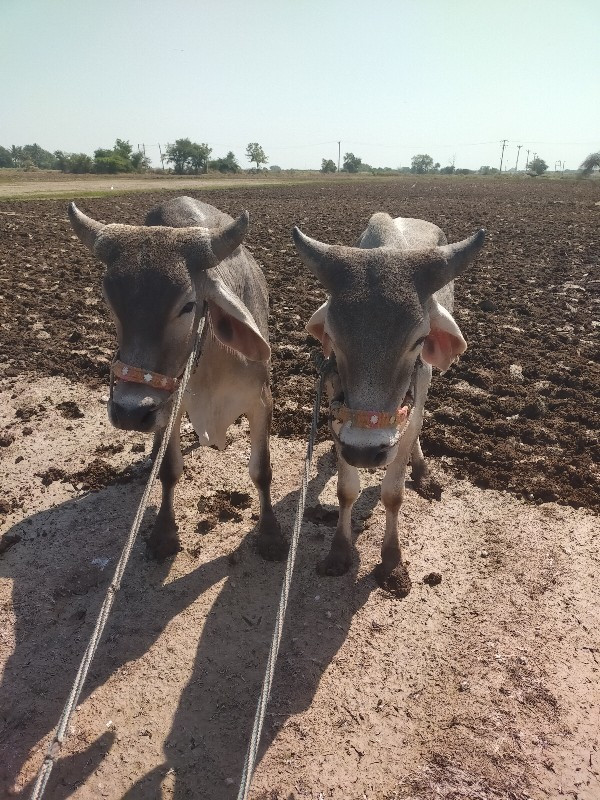 ગોઢલા વેચવાના છ...