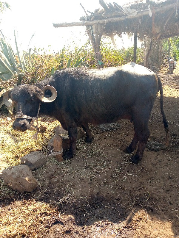 ભેંસ વેચવાની છે...