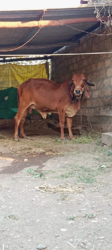 ગીર ઓળકે વેચવાન...