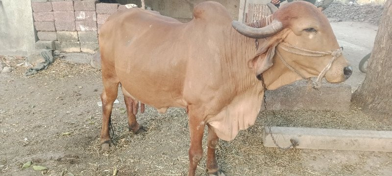 desi cow