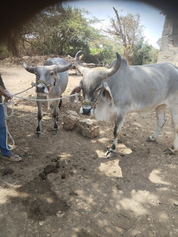 ગોધલા વેચવા ના...