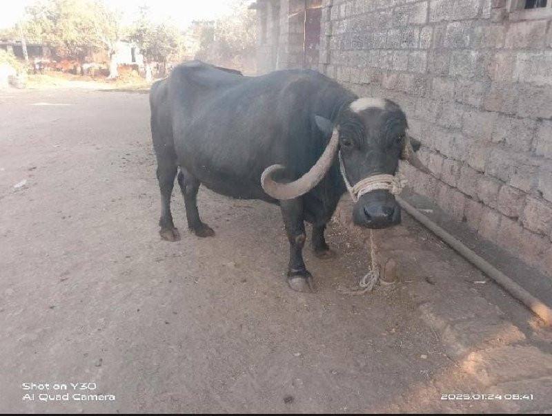 આ ભેંસ વેચવાની...