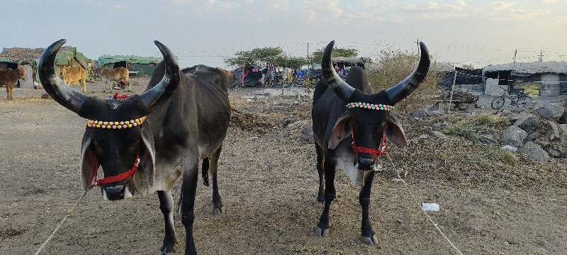 ફુલ જવાબદારીથી...