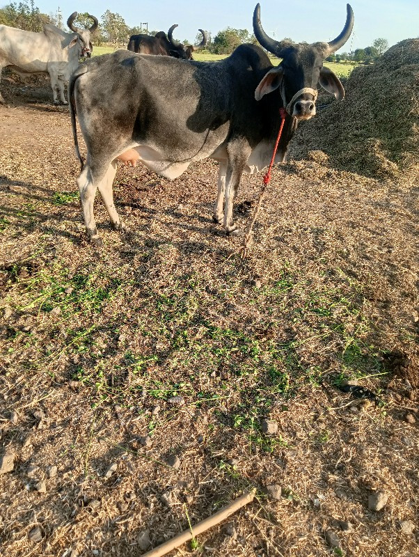 હોડકિવેચવાનિછે