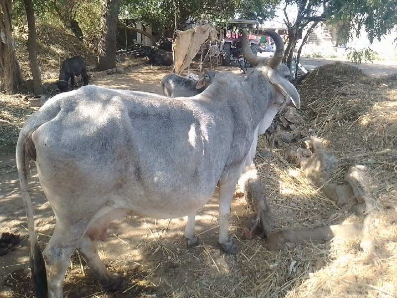 ગાય વેચવાની છે...