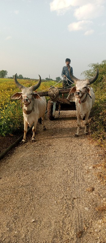 ગોઢલા વેચવાના છ...