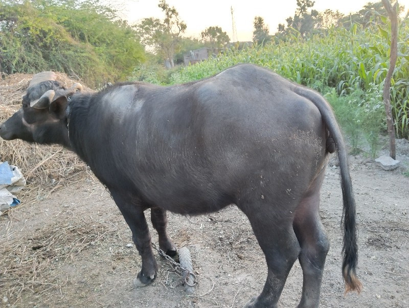 ખડેલી વેચવાની છ...