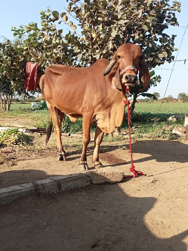 4 ગીર ગાય વેચવા...