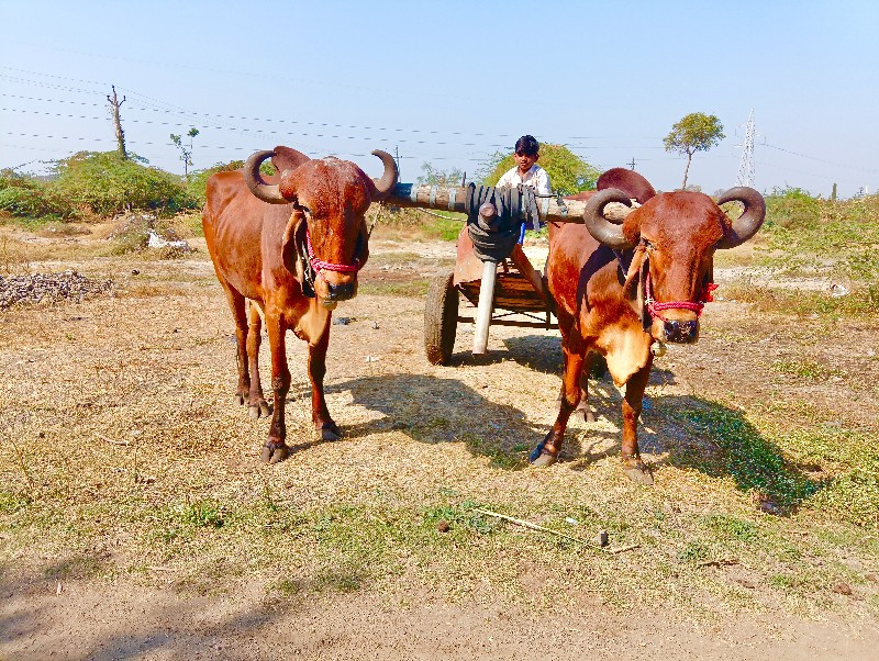 ગામ કોટડા સાંગા...