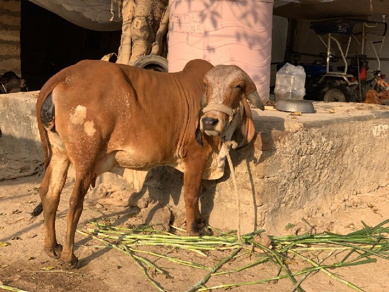 મનુ ભાઈ રાઠોડ