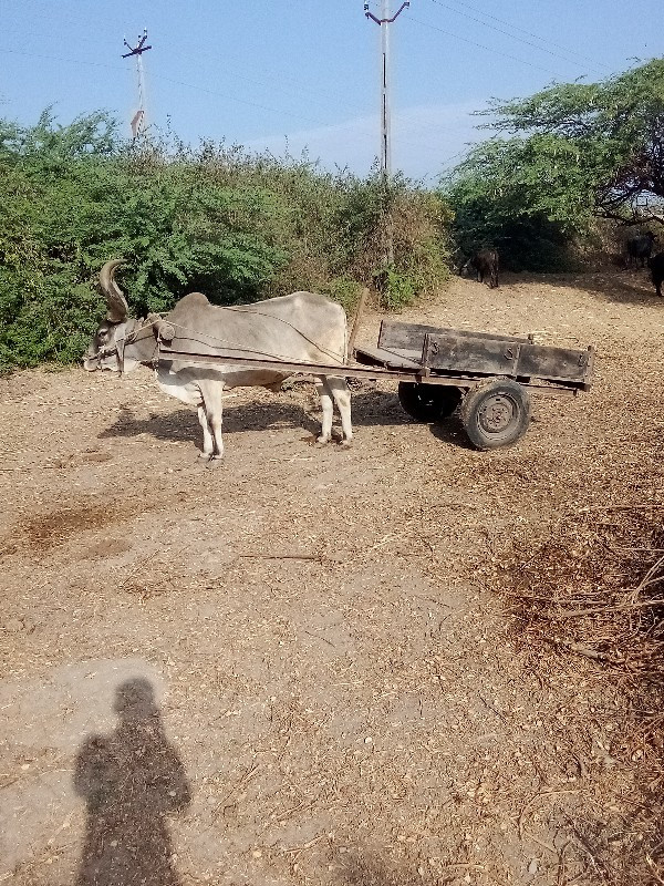 એકા ગાડિવેચવાનિ...