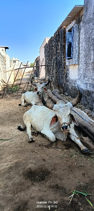 બળદ વેચવાના છે