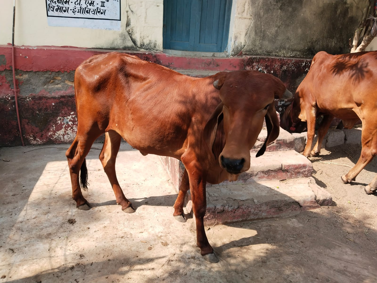 દેશી ગાય વેચવાન...