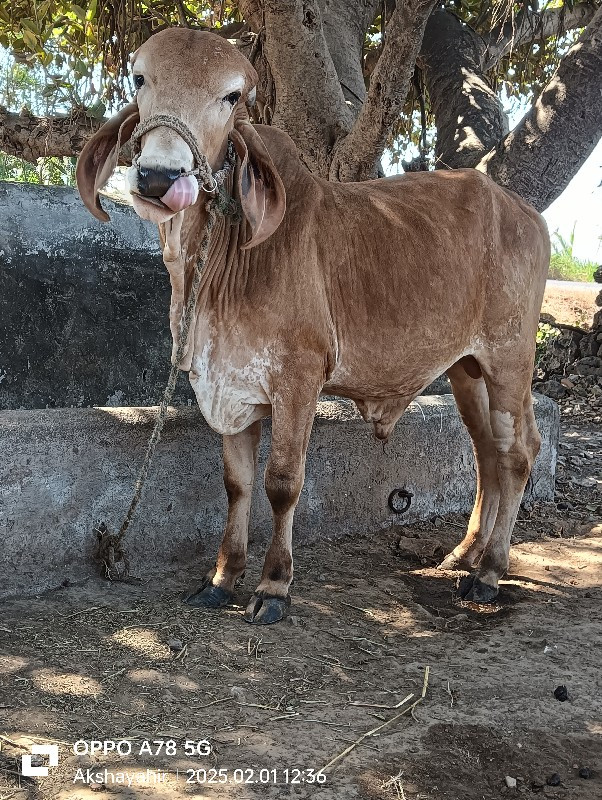 ગોઢલો