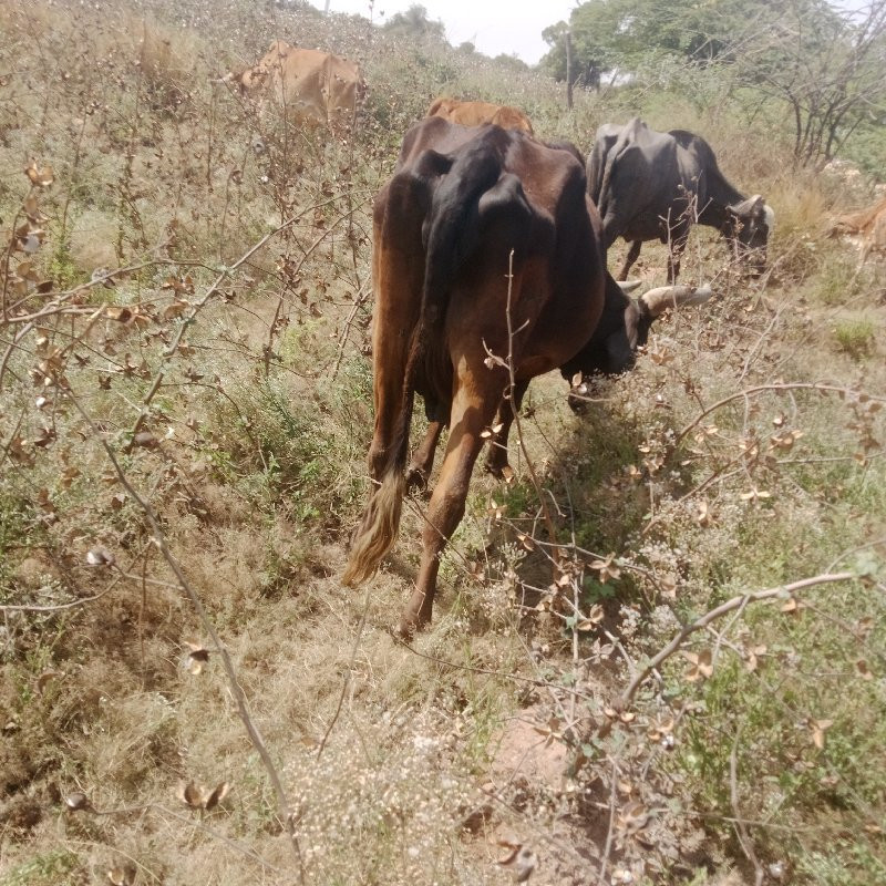 9316900240 
આ ન...