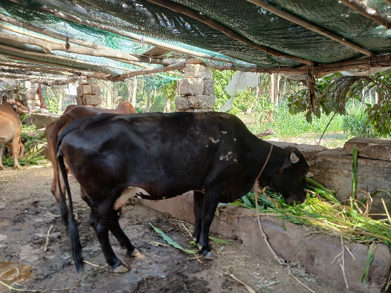 એસબ