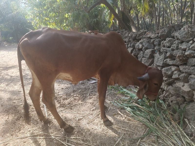 વોડકી વેચવા ની...