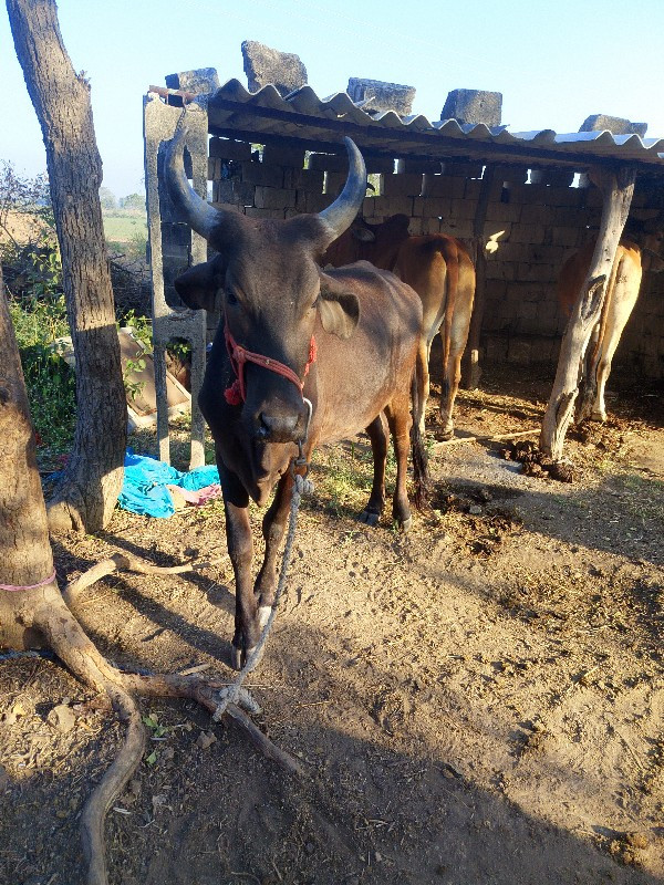 ગાય વેચવાની છે