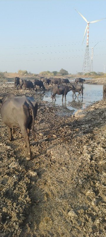 ફુવારા લાઇન ના...