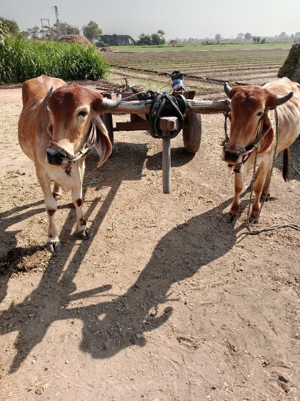 માકણા. ગોંડલમાં...