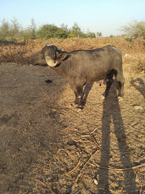 પાડો વેચવાનો છે