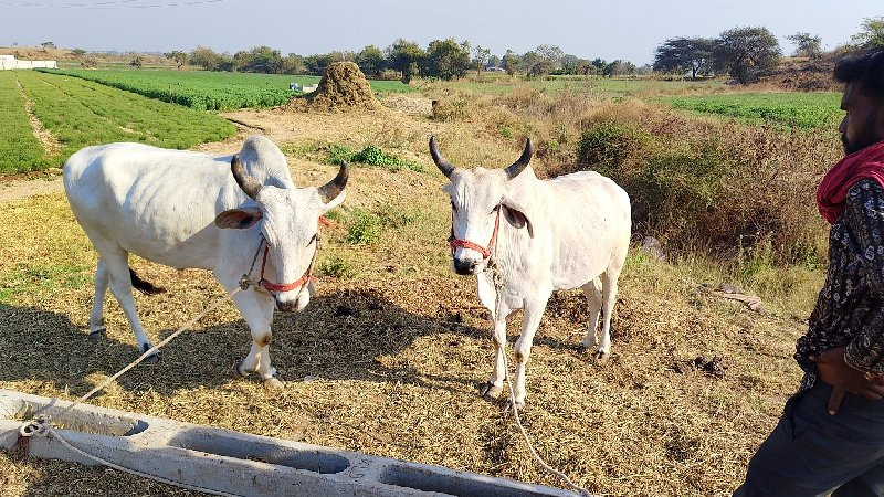 ગોધલા વેચવાના છ...