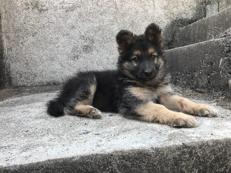 German Shepherd