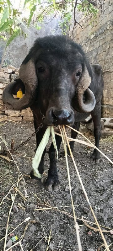 ખડેલીવેશવાનીછે