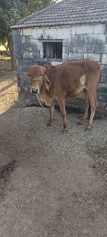 વાછડી દેવાની છે...