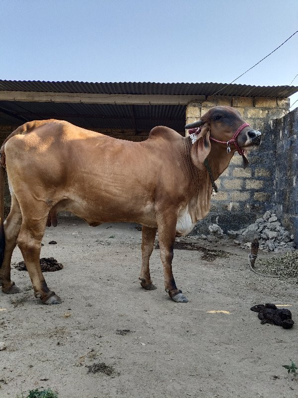 ગીર ગાય વેચવાની...