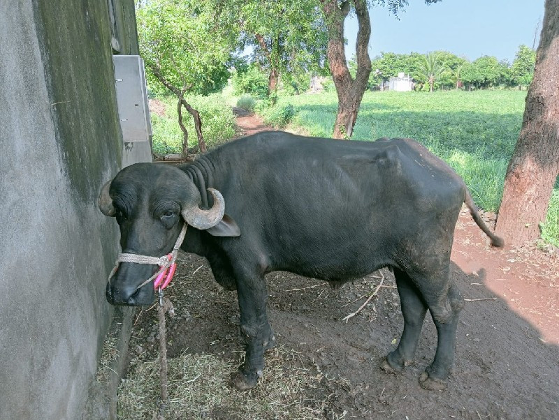 ખળેલી વેચવાની છ...