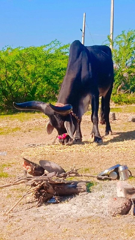 દેવીપુજક લે વેચ