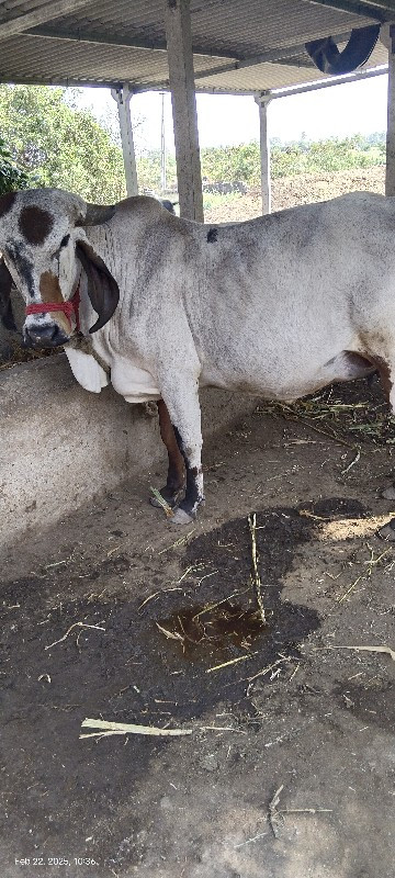 લીલડી ગાય