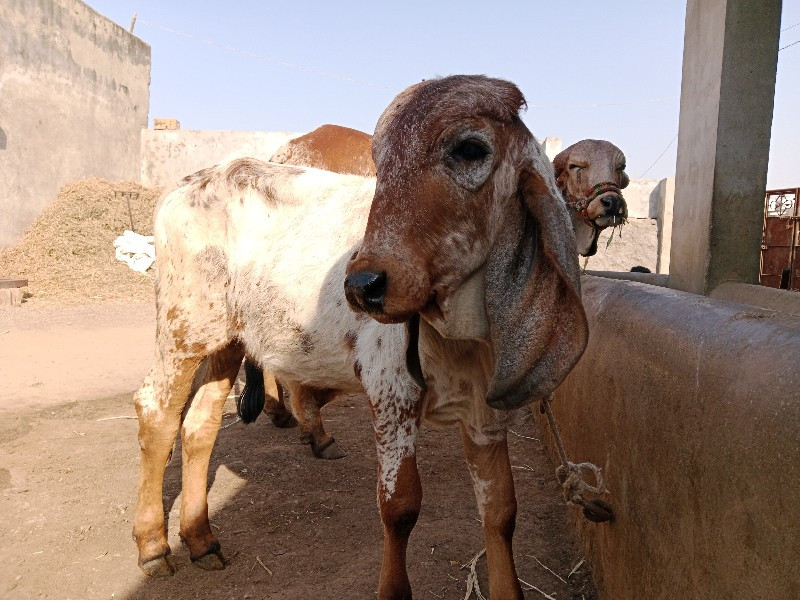 ગાય વેશવા ની સે...